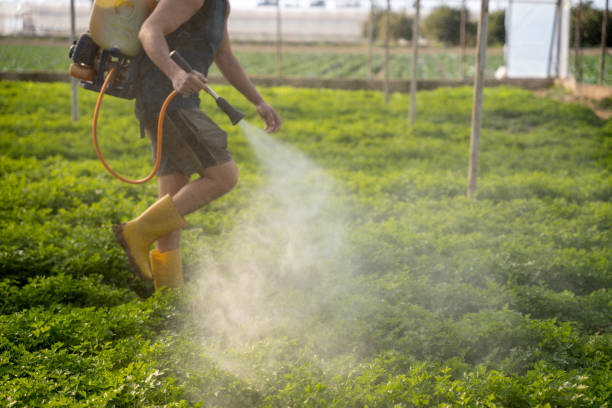 Best Ant Control Services  in Langdon, ND