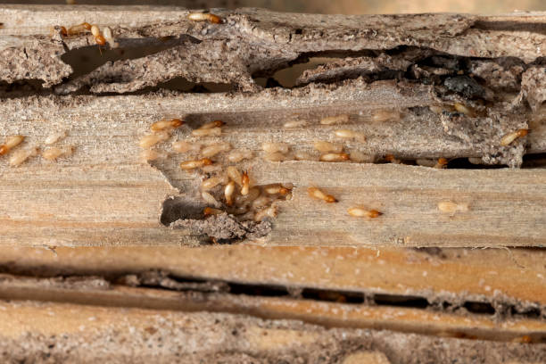 Best Commercial Pest Control Services  in Langdon, ND